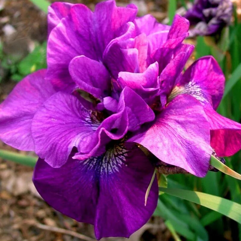 Ирис дабл стандарт. Ирис сибирский tumble bug. ирис сибирский iris sibirica. ирис сибирский бандл оф джой. ирис касатик сибирский.