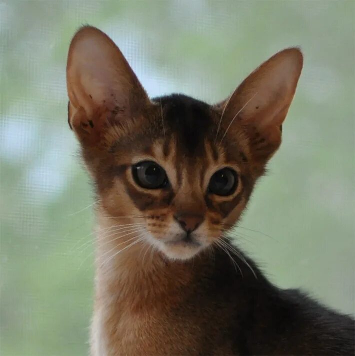 Абиссинский кот СПБ. Абиссинские котята СПБ. Порода кошек с круглыми ушами Абиссинская. Абиссинской кошка смесь с сибирской.