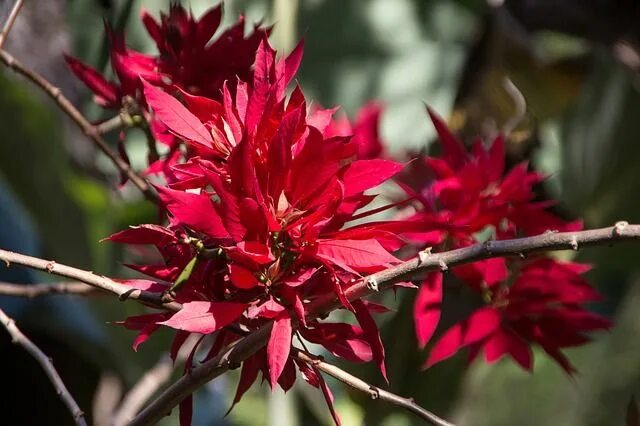 Free Images : nature, blossom, petal, botany, flora, red flower, shrub, marshmal
