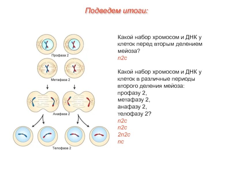 Перед делением клетки количество. Набор клетки мейоза 2. Мейоз 2 фазы набор хромосом. Фазы мейоза первое и второе деление. Мейоз 1 и 2 набор хромосом.