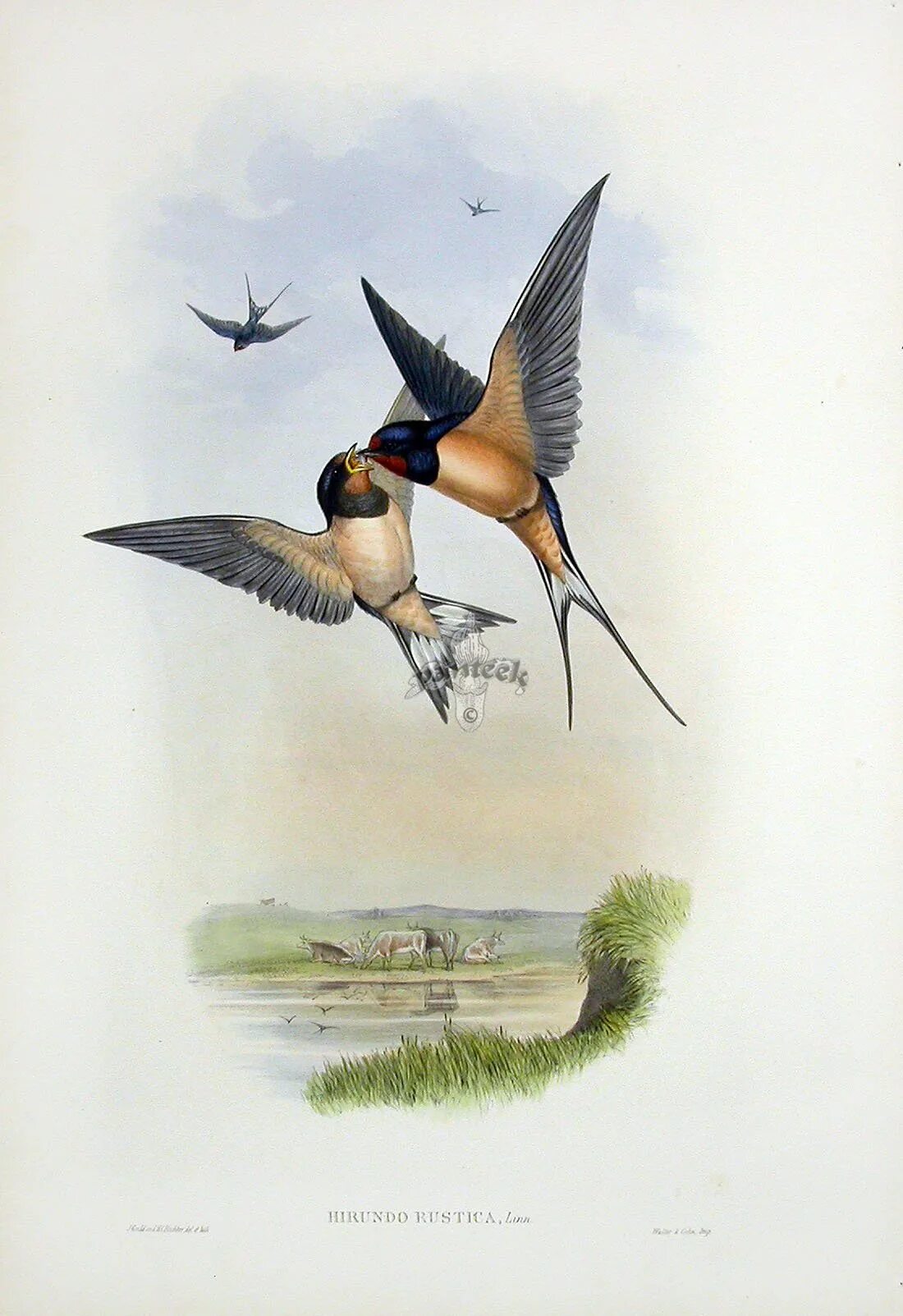 Ласточка примчалась из за белого моря. John Gould Birds of great Britain 1862-1873. Майков ласточки иллюстрации к стихотворению. Аполлон Николаевич Майков ласточки.