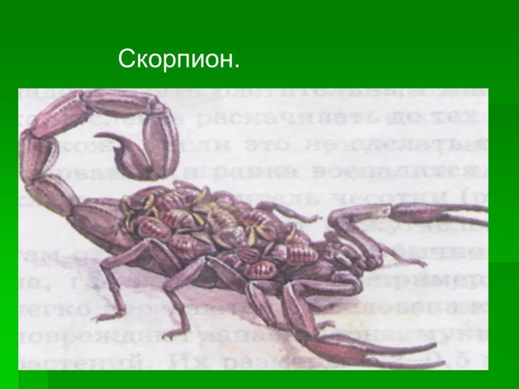 Какую среду освоил скорпион. Строение скорпиона. Внешнее строение скорпиона. Скорпион биология 7 класс. Членистоногое Скорпион строение.