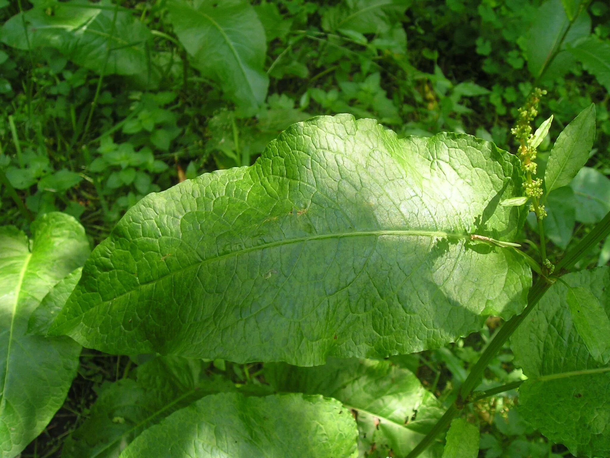 Красивее щавель шофер. Rumex obtusifolius. Rumex obtusifolius l.. Щавель туполистный (Rumex obtusifolius l.). Конский щавель сорняк.