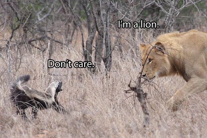Pin by Olaf Schläger on Synapsids Wild animals videos, Honey badger, Honey badge