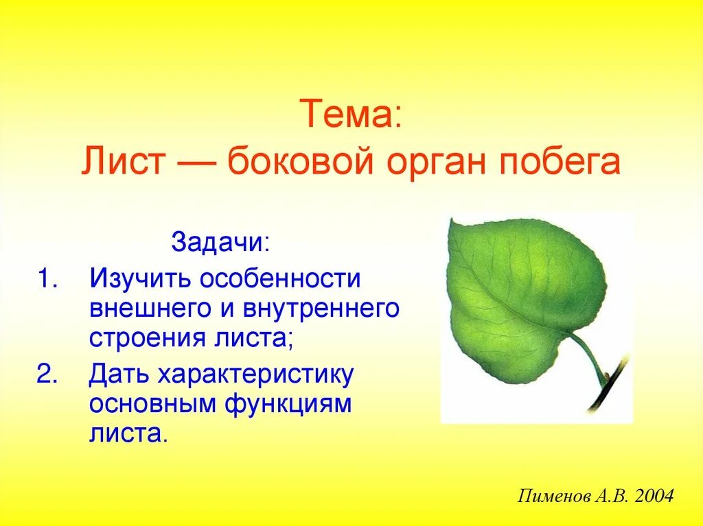 Функция органа листа