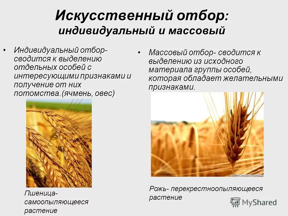 Классическая селекция