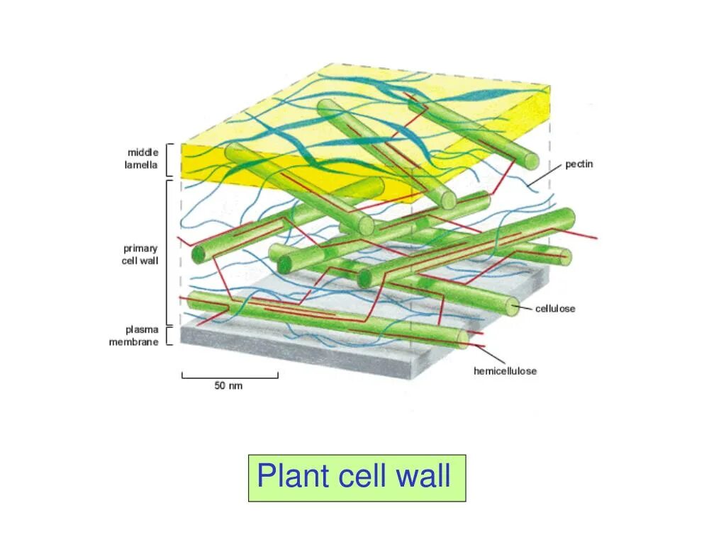 Целлюлоза в клеточной стенке. Plant Cell Wall. Yeast Cell Wall. Кандида клеточная стенка.