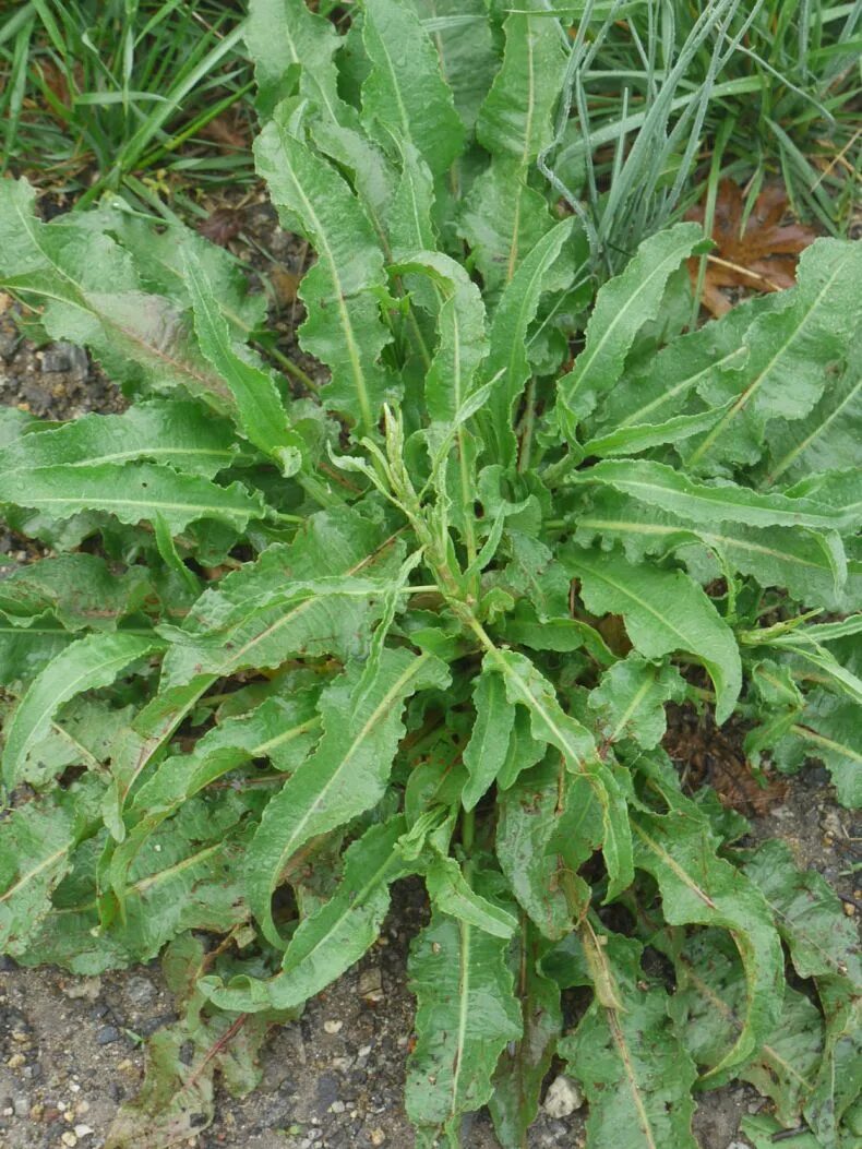 Как выглядит матка щавель. Щавель бельвийский. щавель курчавый. rumex crispus. желтый щавель rumex crispus.