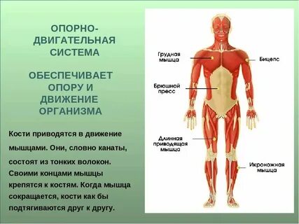 Органы движения строение