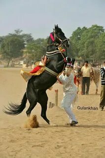 Dancing horses