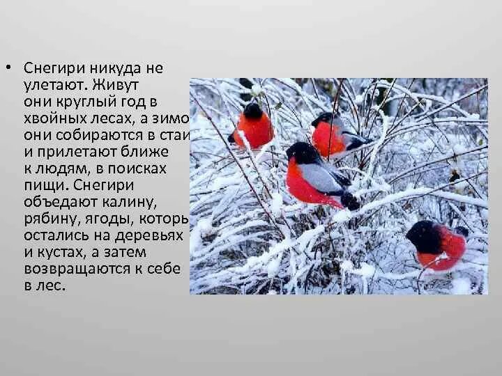 Снегирь ареал. Снегирь презентация для детей. Снегирь прилетает зимой. Снегири живут. Увидел летом снегиря