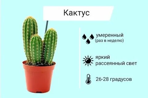 Таблица кактуса
