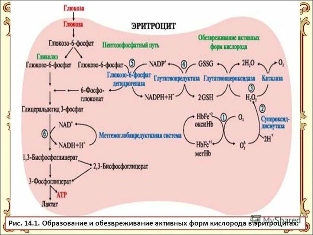 Схему обезвреживания активных форм о2 в эритроцитах. Схема обезвреживания активных форм кислорода в эритроцитах. Образование и обезвреживание активных форм кислорода в эритроцитах. Схема обезвреживания активных форм кислорода. Этап катаболизма глюкозы