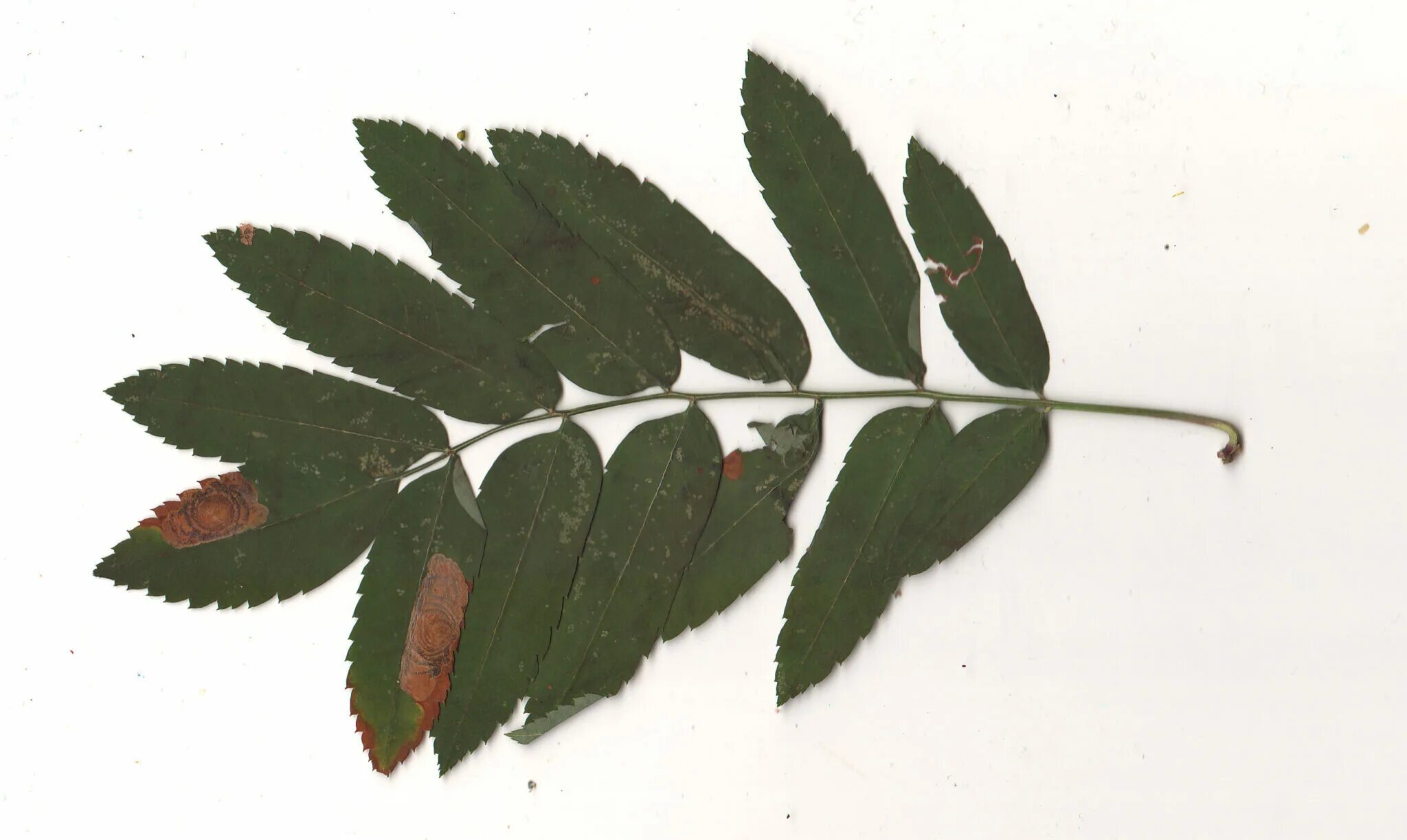 Рябина обыкновенная прилистники. Форма листьев рябины обыкновенной. Описать лист рябины. Листья деревьев рябина. Листья рябины виды.