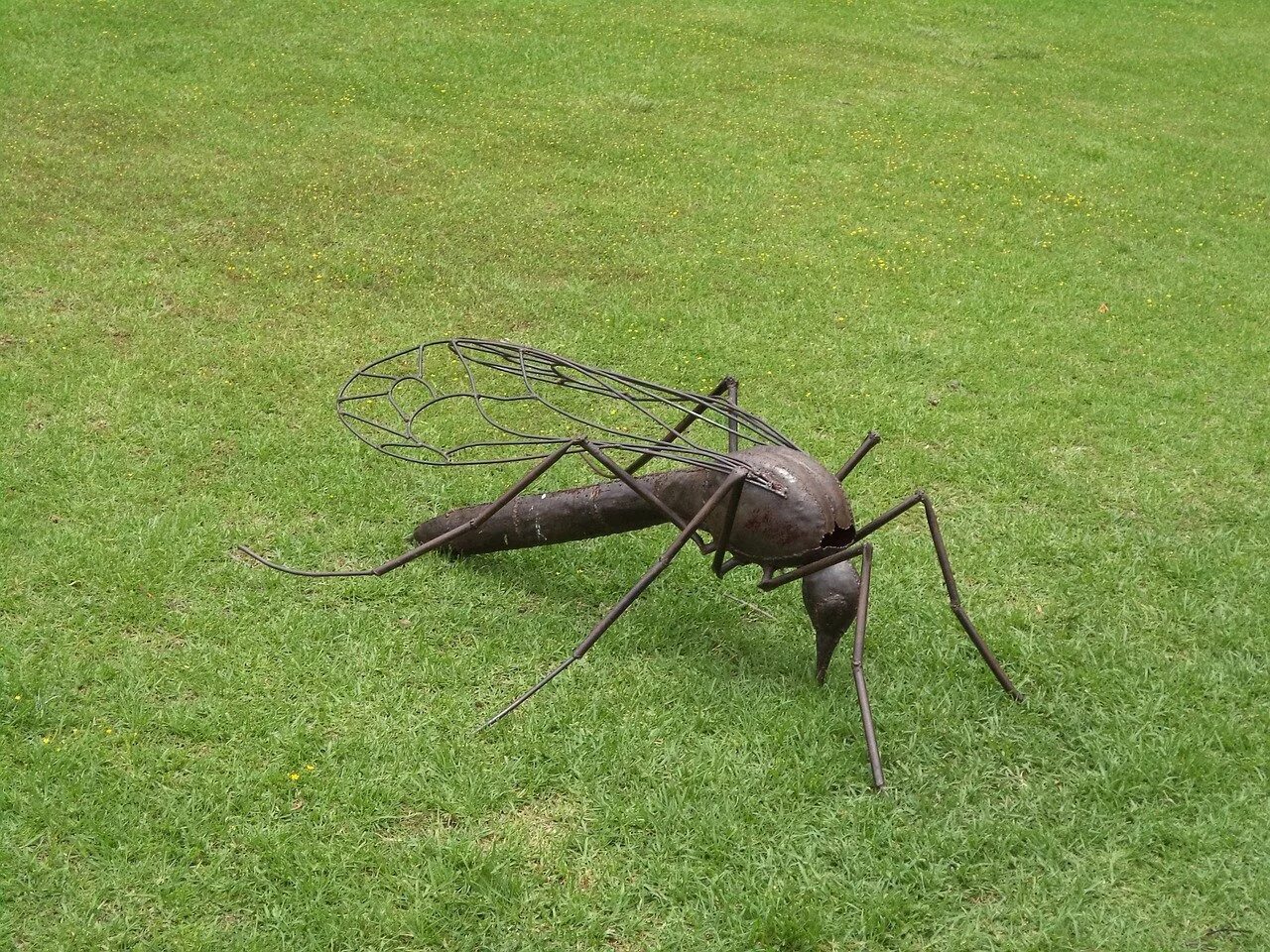 Как называется большой комар. Жук Москит. Комар долгоножка. Москит насекомое Жук. Муха долгоножка.