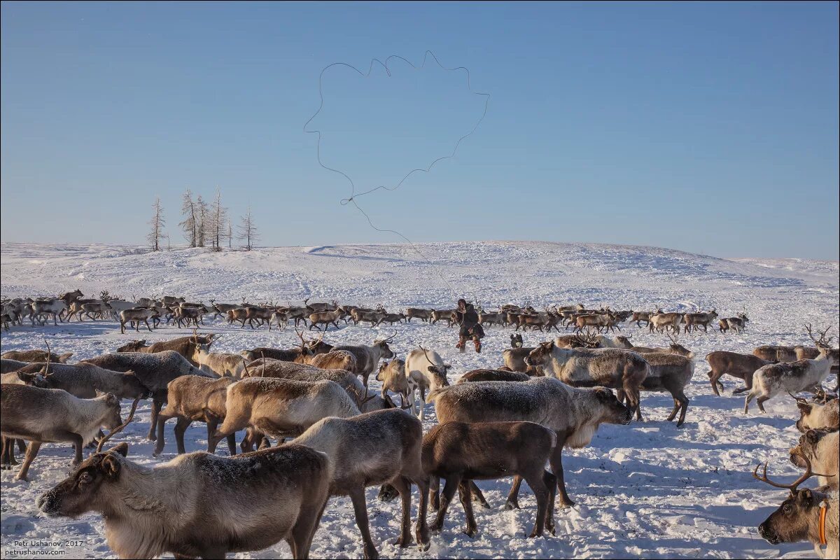 Северный олень тундра ненцы. Арктическая пустыня тундра лесотундра. Воркута тундра оленеводы. Тундра Ямала.