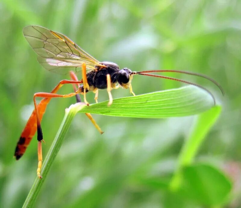оса пелопей гнездо. летающее жало. оса аммофила самец. летающее жало. имаго стрекозы.