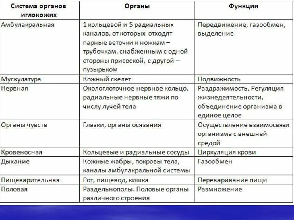 Использование людьми таблица. Тип иглокожие 7 класс биология общая характеристика таблица. Системы органов иглокожих таблица. Характеристика класса иглокожих 7 класс таблица. Характеристика иглокожих таблица.