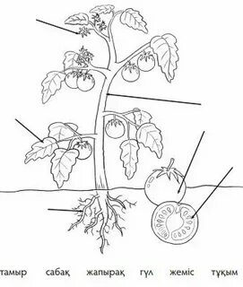 Ең сексуалды іш киім