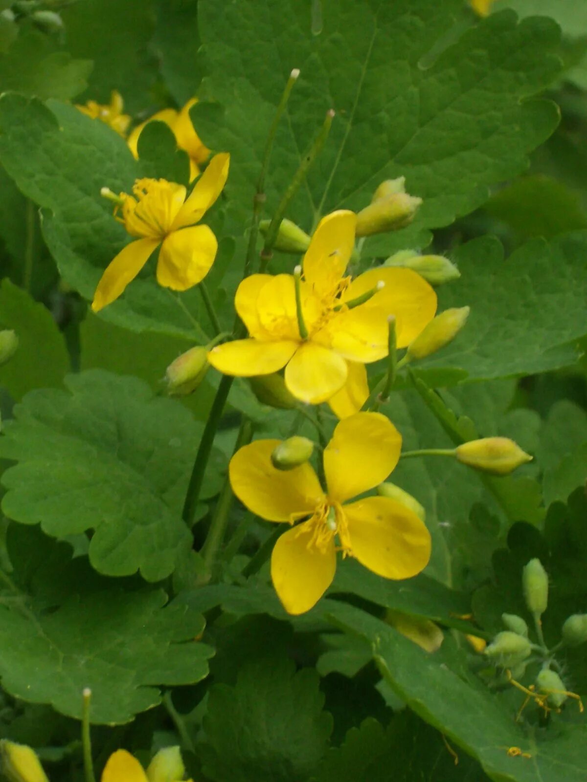 Чистотел спб. Chelidonium majus. Чистотел трава. Чистотел Лесной. Чистотел Майский.