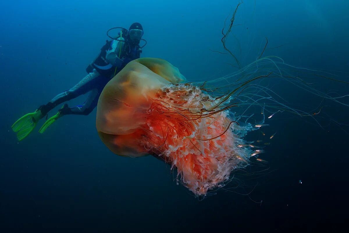 Номура. Арктическая медуза цианея. Медуза волосистая цианея. Полярная медуза цианея. Арктическая гигантская медуза цианея.