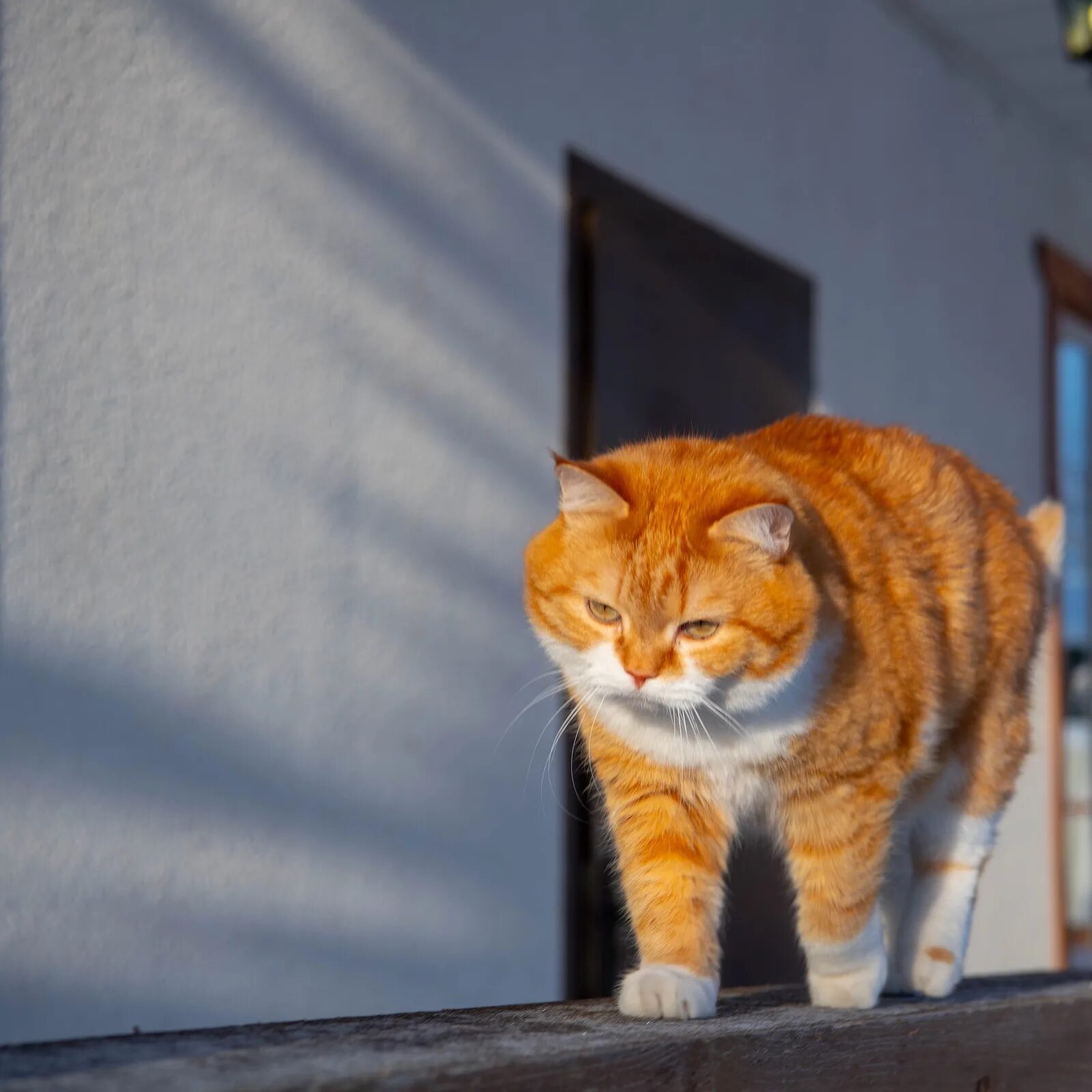 У нас живет чудесный кот. Рыжий Мартовский кот. Длинные рыжие дом животные. Мартовский кот рыжий толстый. Чудесный кот.