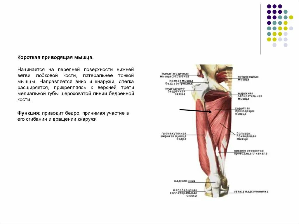 Функции приводящих мышц. Короткая приводящая мышца. Короткая и длинная приводящие мышцы. Короткая приводящая мышца бедра. Короткая приводящая мышца бедра анатомия.