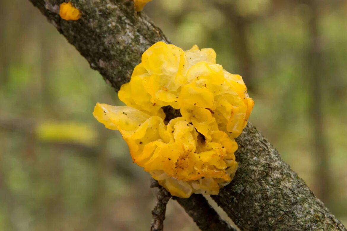 Дрожалка оранжевая гриб. Дрожалка оранжевая (Tremella mesenterica). Дрожалка желтая. Дрожалка шаровидная.