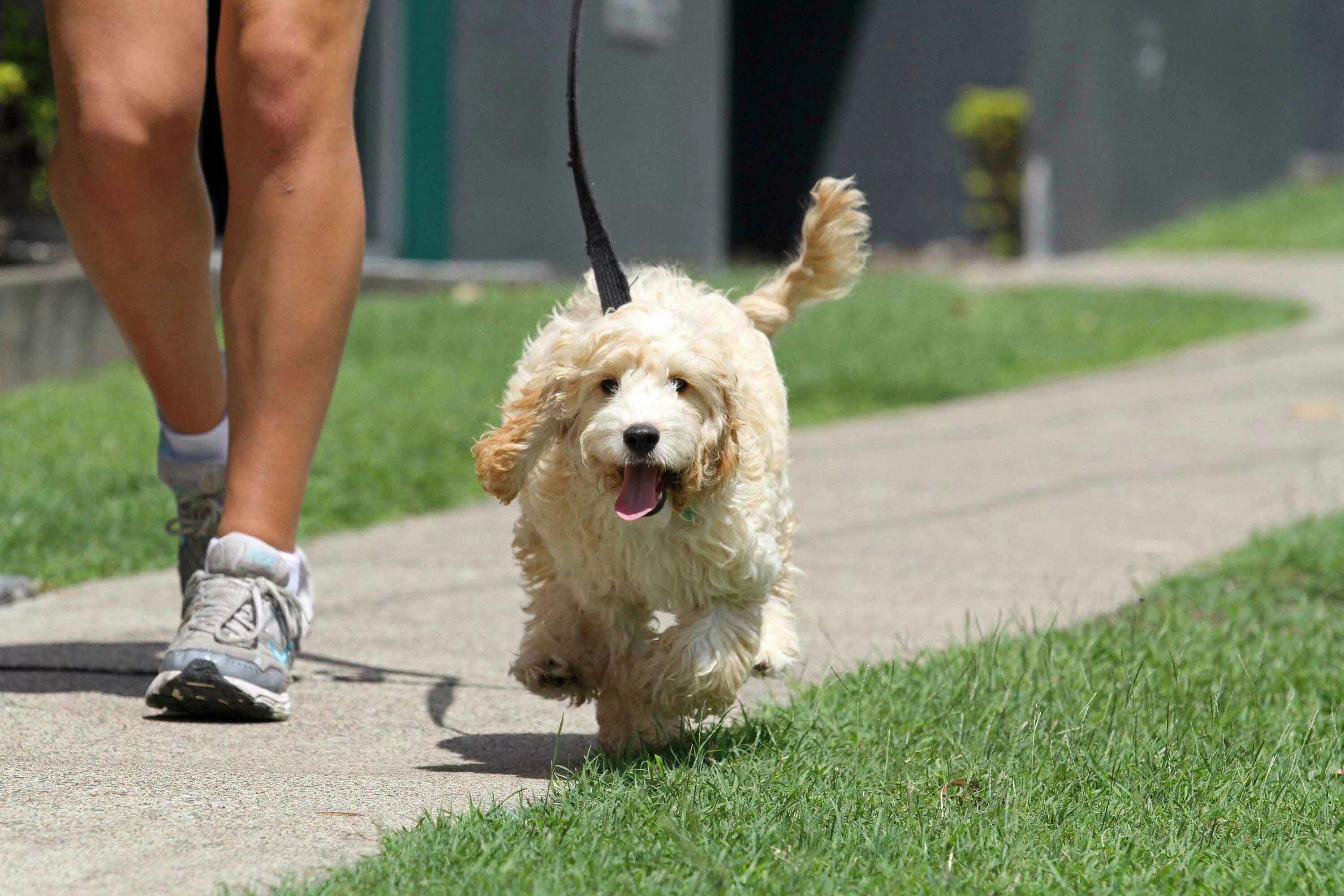 The walking pet. Выгул собак. Выгуливать собаку. Выгуливатель собак. Гуляние с собакой.