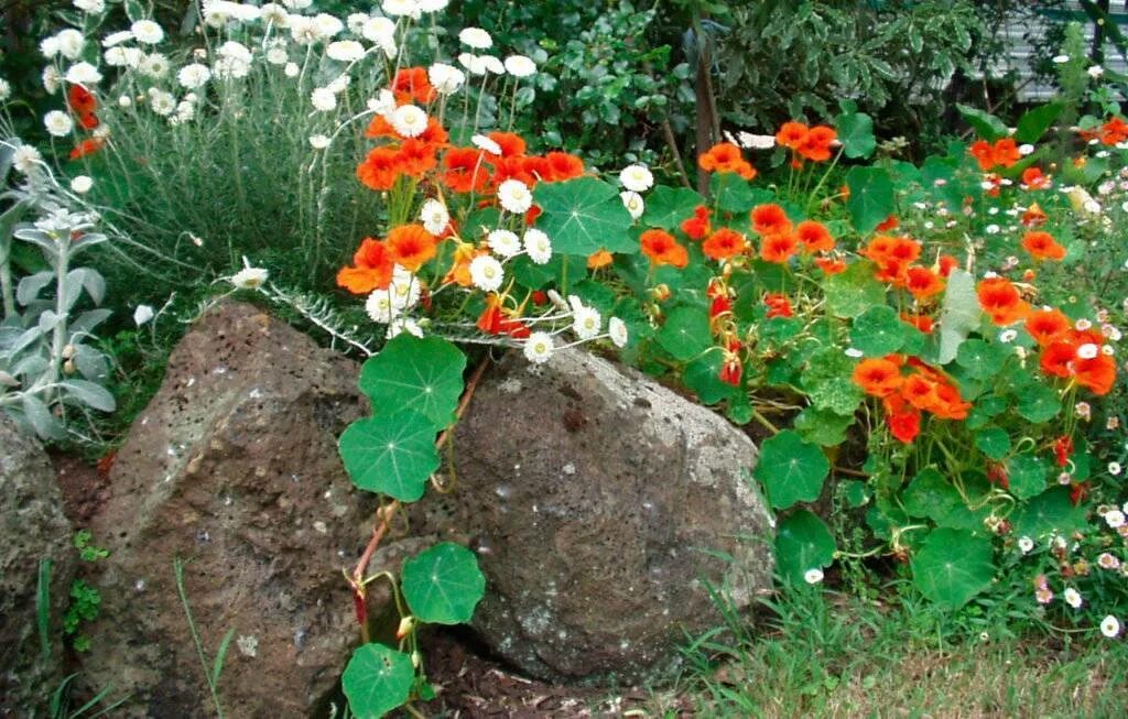 Настурция махровая лиана. Рассада настурция иноземная. Настурция посадка. Настурция посадка и уход в открытом грунте. Настурция на клумбе.