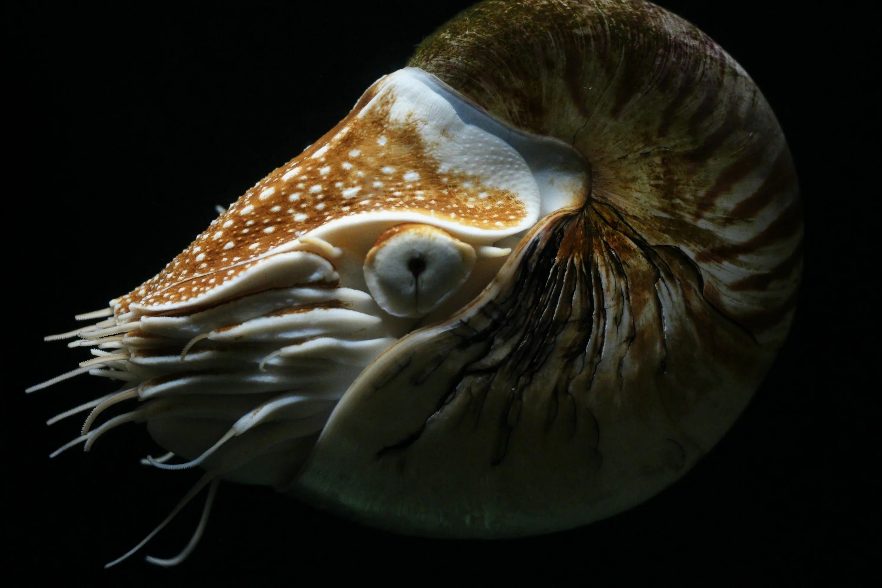 Головоногие голова. Головоногие моллюски Наутилус. Наутилуспомптлиус моллюск. Наутилус Помпилиус головоногий моллюск. Наутилус ракообразное.