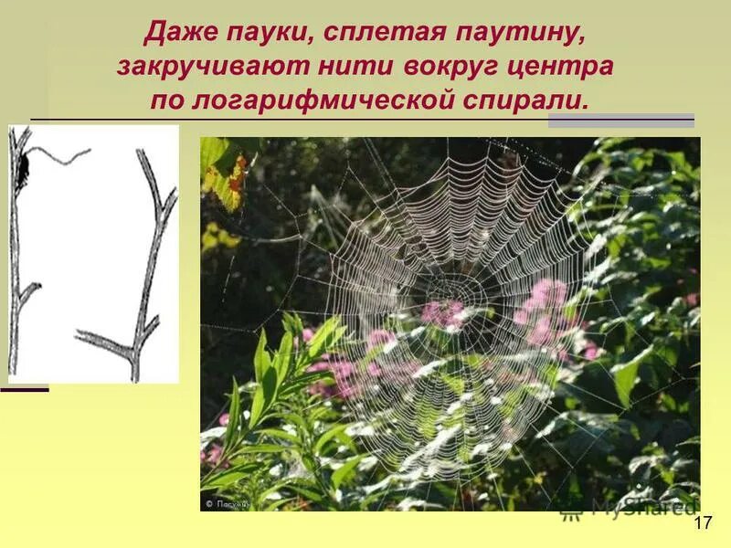 Почему паук не приклеивается к своей паутине. Ogre faced net casting spider. Плетение паутины. Красивая дама плетет паутину. Паутина крестовика.