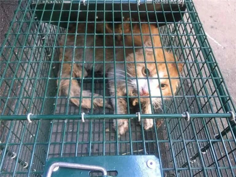 Как поймать кота который боится людей