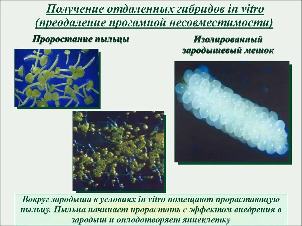 Гибридизация in vitro. Гибридизация в биотехнологии. Оплодотворение in vitro растений. Культивирование протопластов. Получение гибридов на основе соединения клеток