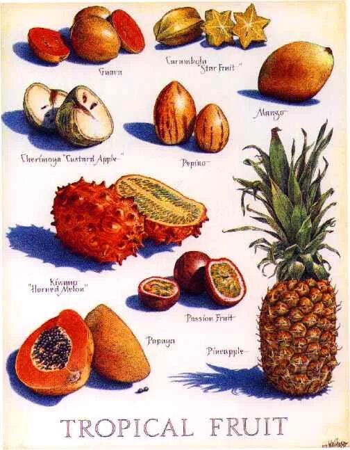 Тропические фрукты названия. Экзотические фрукты картинки и названия. Тропические фрукты и овощи названия. Название экзотических фруктов с картинками