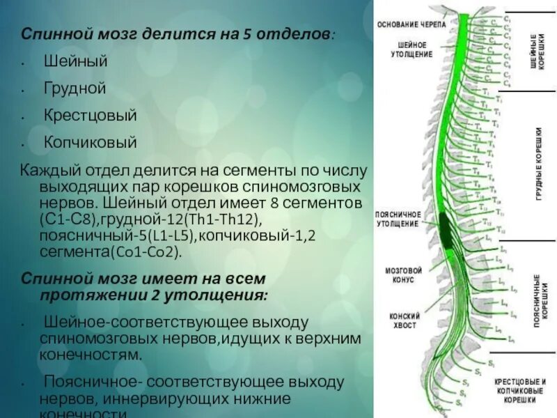 Сегменты шейного отдела. Спинной мозг отделы строение и функции. строение позвоночника и спинного мозга. анатомия корешков спинного мозга грудного отдела. s2-s4 сегментов спинного мозга.