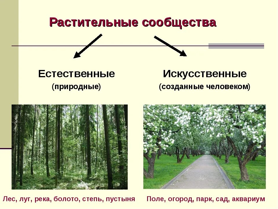 Воздействие человека на природное сообщество. Растительные сообщества. Искусственные растительные сообщества. Растительные сообщества примеры. Виды растительных сообществ.