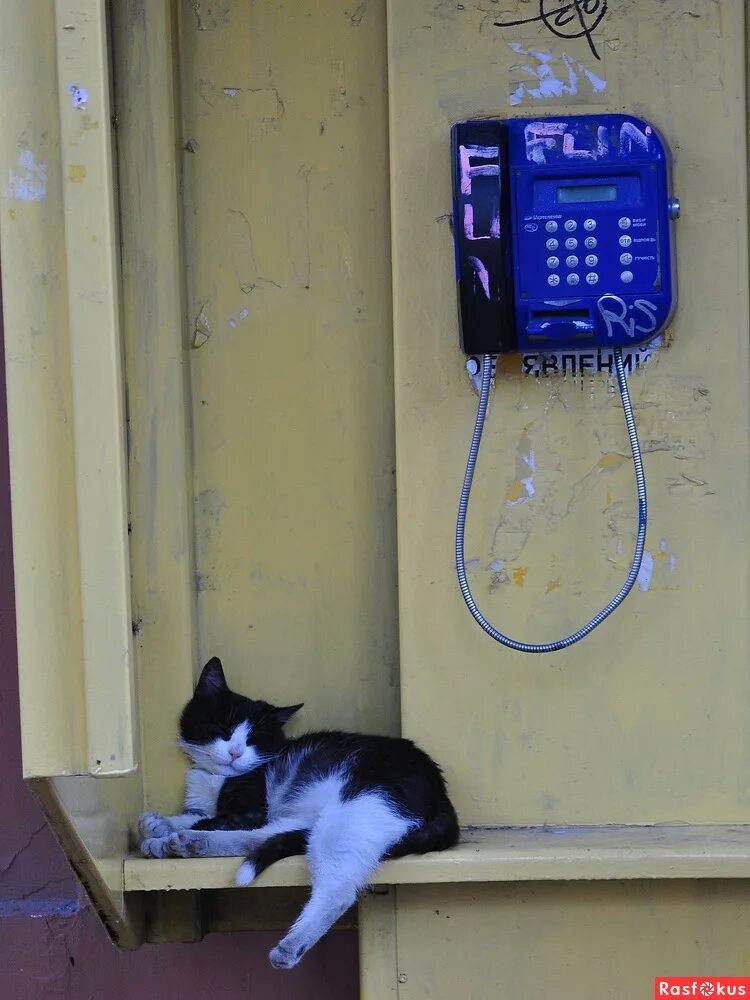 Котик и звонок. Котик ждет звонка. Кошачьи звонки. Кот на звонок.