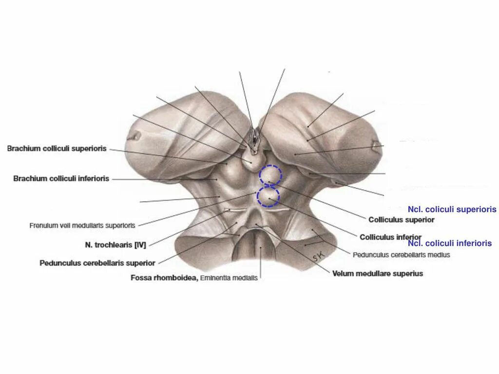 Colliculus superior