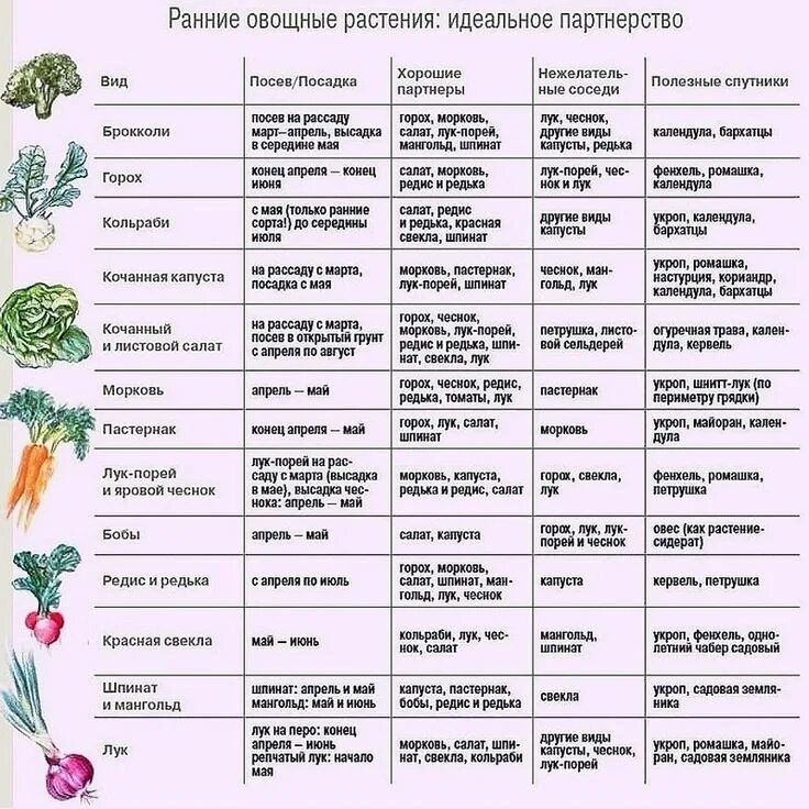 Совместные посадки овощей на грядке. Таблица севооборота овощных культур на огороде. Таблица севооборота овощных культур на дачном участке таблица. Таблица севооборота овощных культур на огороде на 3 года. Соседи на грядке в открытом грунте таблица.