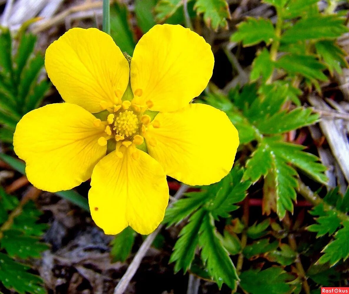 лапчатка прямостоячая калган. лапчатка гусиная и прямостоячая. лапчатка гусиная. фото травы лапчатка. лапчатка пятилопастная.