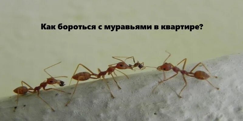 Откуда взялись муравьи. Муравьи домашние мелкие. Откуда взялись муравьи. Мелкие мелкие муравьи. Откуда взялись муравьи.