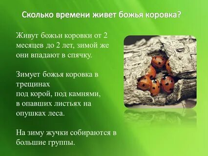 Божья коровка живут