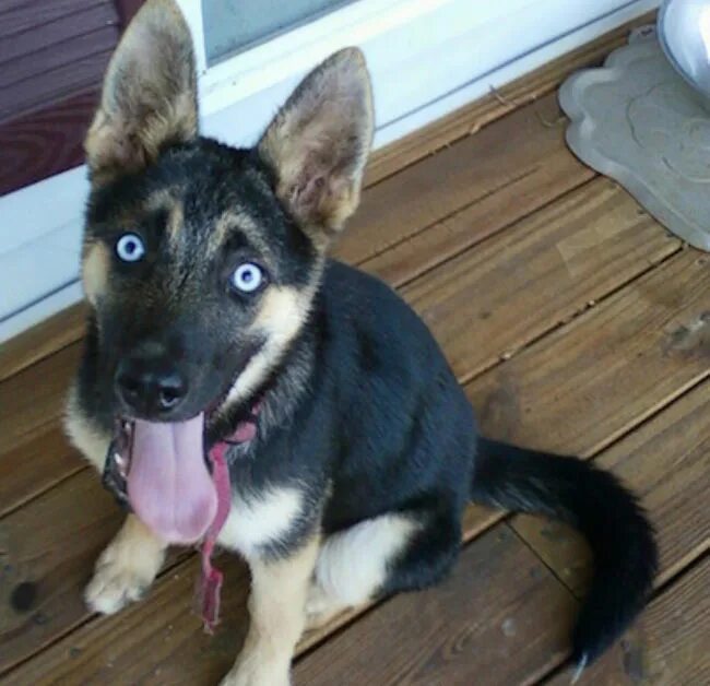 Восточная европейская овчарка с хаски. Герберийский шепски. Смесь хаски и овчарки. Метис хаски и овчарки. Смесь хаски и овчарки.