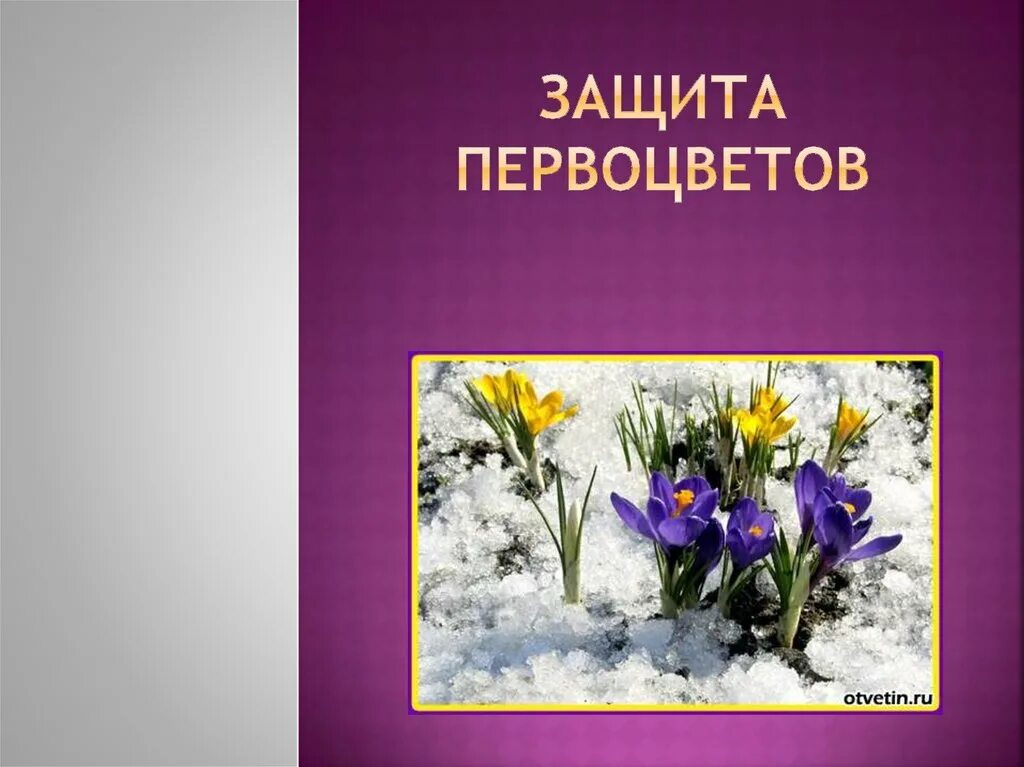 Акция первоцветы в детском саду. Охрана первоцветов. Акция первоцвет. Защитим первоцветы. Листовка первоцветы.