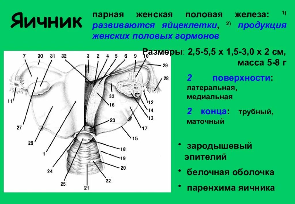 Строение женских органов картинки. Трубный конец яичника анатомия. Медиальная поверхность яичника. Строение яичника поверхности концы края. Медиальная и латеральная поверхность яичника.