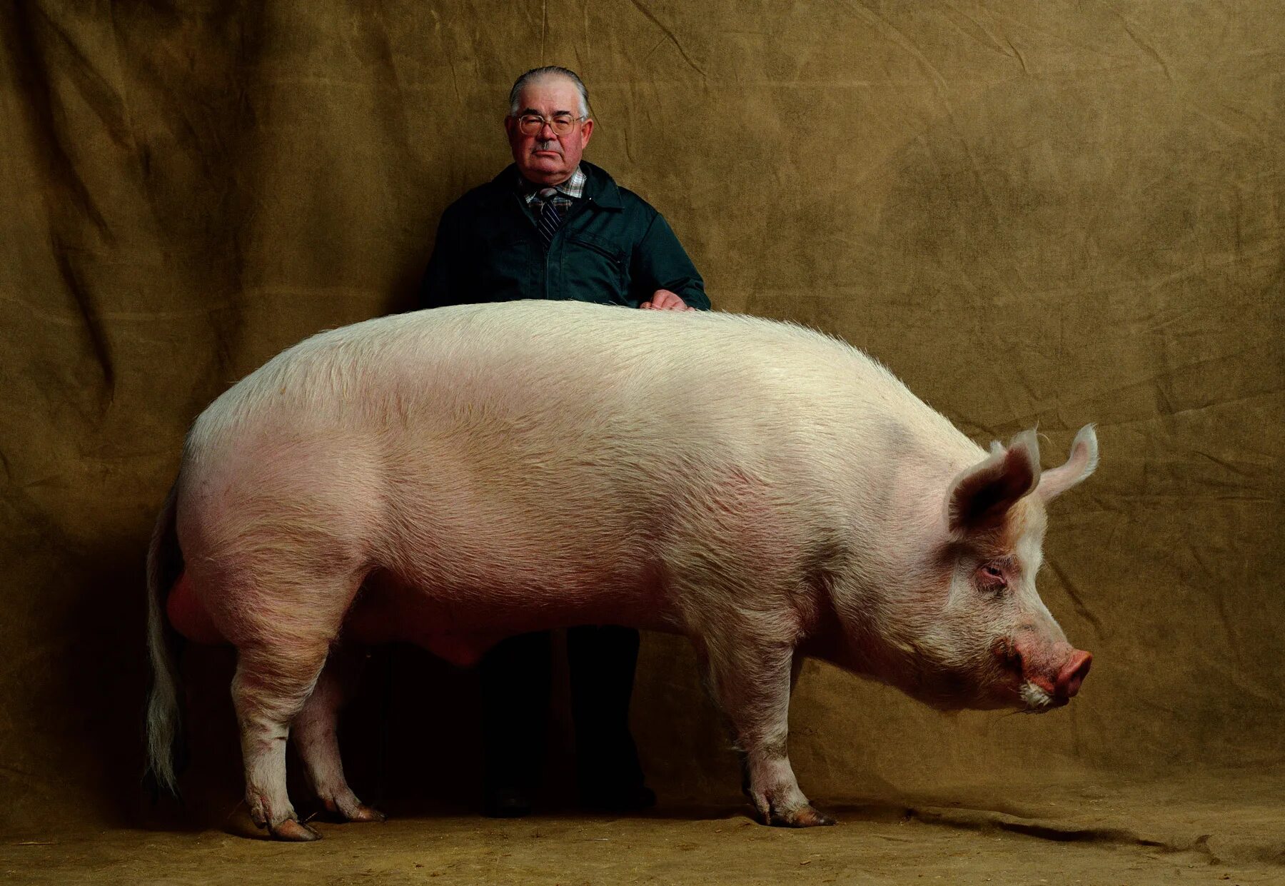 Боров и з. Лакомб порода свиней. Эстонская беконная порода свиней. Порода свиней бертрант.