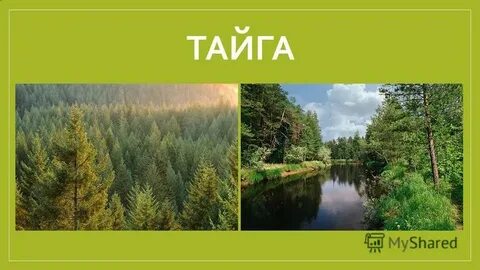 Презентация тайга 4 класс