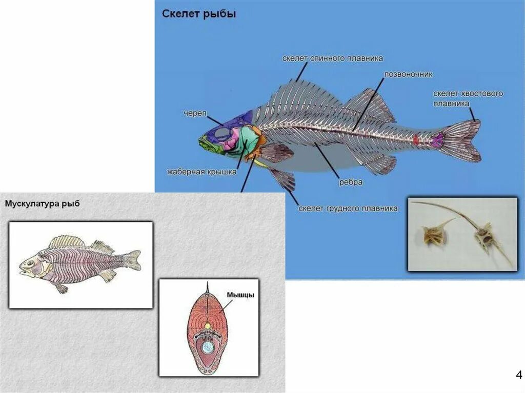 Скелет рыб 7 класс. Внутреннее строение рыбы. Строение рыбы меч. Внутреннее строение рыбы меч. Рыба меч внешнее строение.