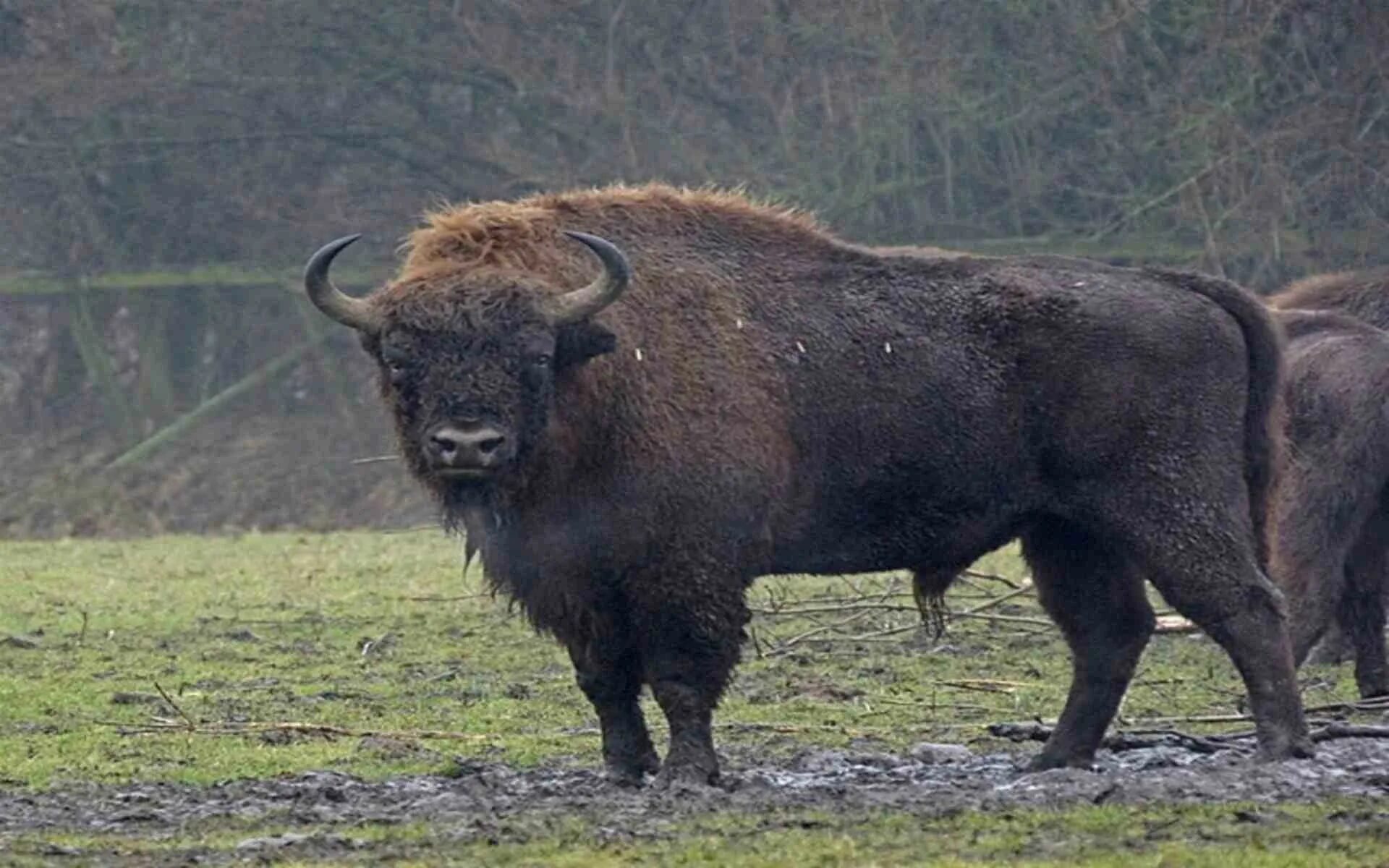 Бизон латифронс гигантский. Длиннорогий Бизон. Степной Бизон Bison Priscus. Бизон латифронс древний.